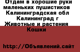 Отдам в хорошие руки маленьких пушистиков. - Калининградская обл., Калининград г. Животные и растения » Кошки   